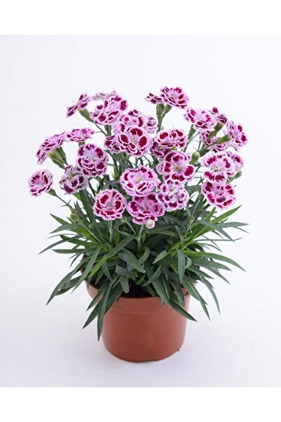 Flora Vadi Avantajlı Karanfil Çiçeği 13 cm Saksıda Ev Bitkisi Ofis Bitki Bahç...
