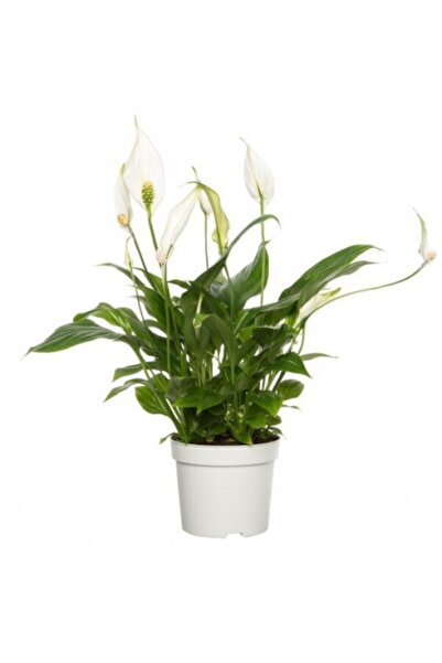Genel Markalar Spatifilyum Barış Çiçeği Spathiphyllum Bellini