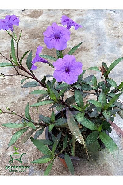 Nura Botanik Meksika Petunyası Ruellia 1 ADET Saksılı 30-50Cm Ruelya Bahçe Çi...