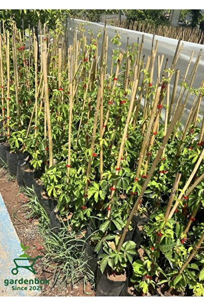 Nura Botanik Amerikan Sarmaşığı Kışın Kırmızı Renk 40-80cm Saksılı/Tüplü (Par...