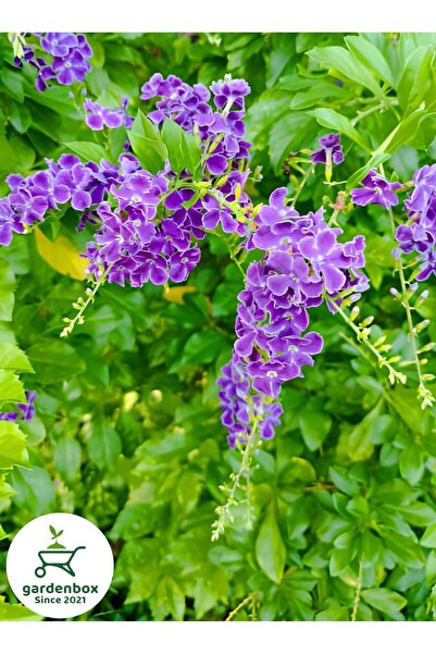 Nura Botanik Mor Ağaç Menekşesi Duranda 1 Adet Saksılı 40-60 cm Duranta Erecta