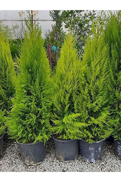 Nura Botanik Videolu Canlı Mis Kokulu Limoni Servi Çam Ağacı 30-60cm Saksılı\tüplü (LEMON CYPRESS TREE)