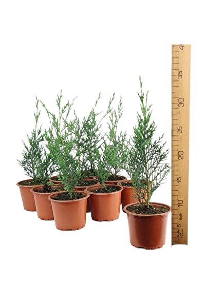 Gardenbox Videolu Yeşil Leylandi Fidanı (25 35 CM) 10 Adet Tüplü Dış Mekan Ağ...