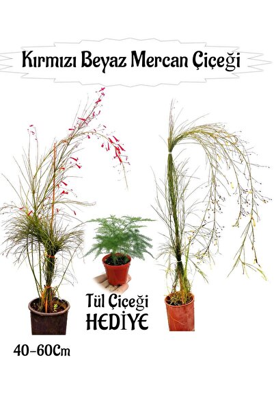 serada decor & plant Kırmızı Mercan-Beyaz Mercan Çiçeği 2 Adet+ Tül Çiçeği He...