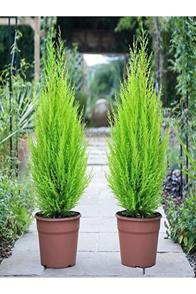 Nura Botanik Videolu Canlı Mis Kokulu Limoni Servi Çam Ağacı 30-60cm Saksılı\tüplü (LEMON CYPRESS TREE)
