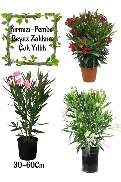 Gardenbox Kırmızı Zakkum+Pembe Zakkum+Beyaz Zakkum 3 ADET Saksılı Bahçe Çiçeği