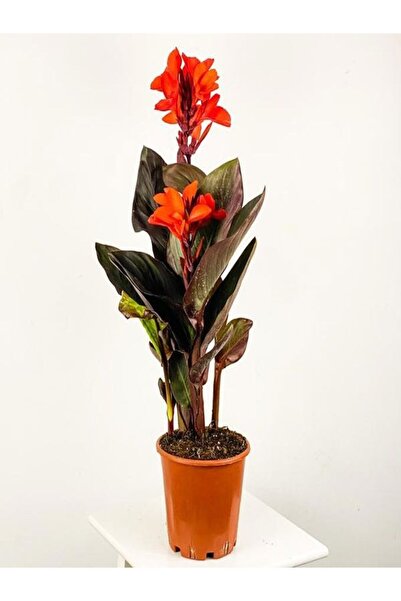 Gardenbox Kana Tesbih Çiçeği Turuncu (30 50 Cm 1 Adet Saksılı Dış Mekan Bitkisi