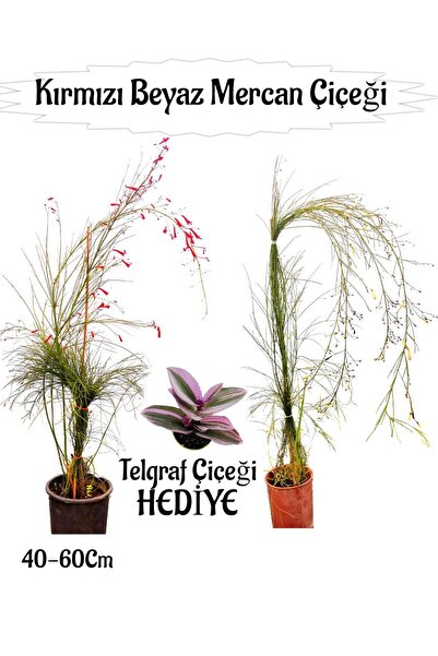 Nura Botanik Kırmızı Mercan-Beyaz Mercan Çiçeği 2 Adet+Telgraf Çiçeği Hediyel...