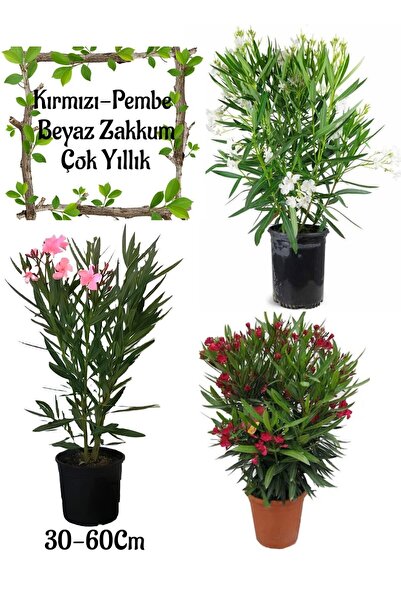 Nura Botanik Beyaz Zakkum+Kırmızı Zakkum+Pembe Zakkum 3 ADET Saksılı Bahçe Çi...