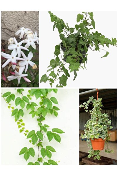 Nura Botanik Videolu Sarılıcı Bitki Seti 4 Tür (YASEMİN,AMERİKAN SARMAŞIK, YE...