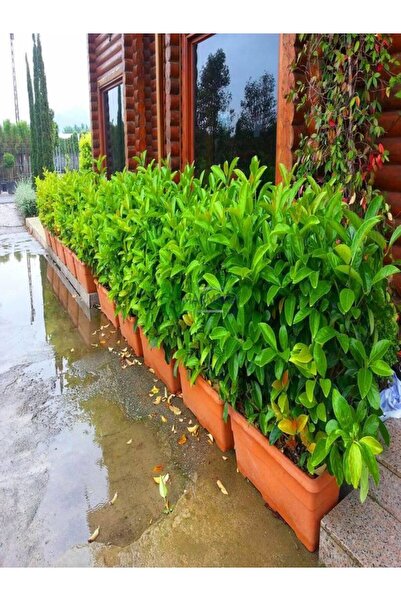 Gardenbox Videolu Kartopu Çit Bitkisi (30 60 CM)5 Adet Saksılı Dış Mekan Süs ...