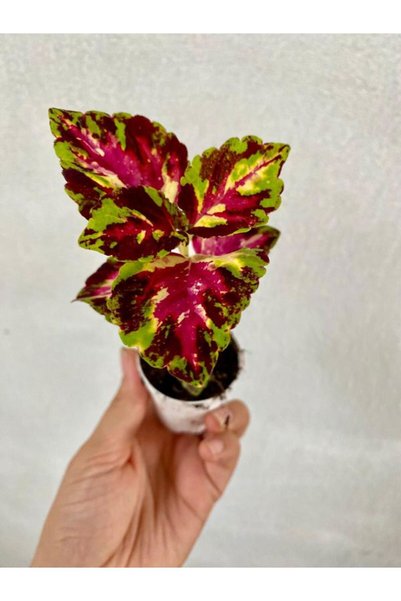 serada decor & plant Sihirbaz Karşık Renk Yaprak Güzeli Çiçeği 1 ADET Saksılı(10-15cm) Bahçe Peyzaj Seti