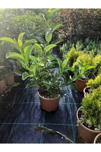 Gardenbox Kartopu Viburnum Lucidum 1 ADET 50-70 cm Saksılı Dış Mekan Bahçe Pe...