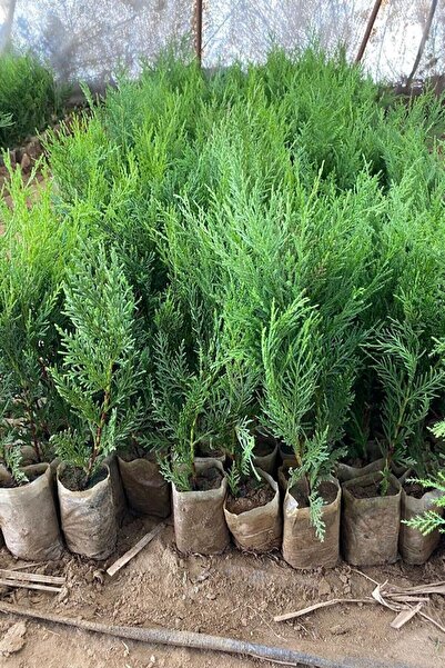 Gardenbox Favori Ürün Yeşil Yapraklı Leylandi Fidanı (10 25 CM)40 Adet Tüplü ...
