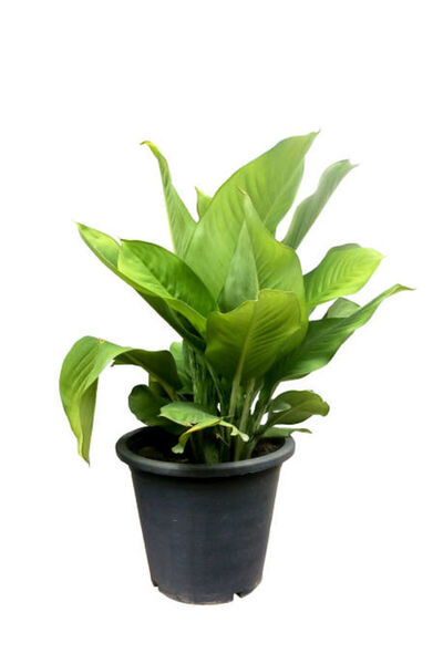 Gardenbox Kana Tesbih Çiçeği Turuncu(30-50 Cm)1 Adet Saksılı Balkon Bahçe Bit...