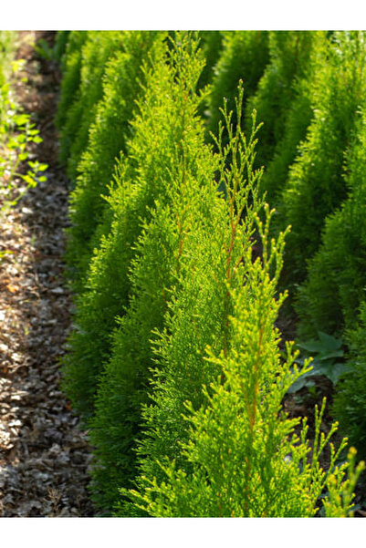 Gardenbox Favori Ürün Limon Kokulu Limon Selvi Fidanı (30 40 CM)15 Adet Tüplü...