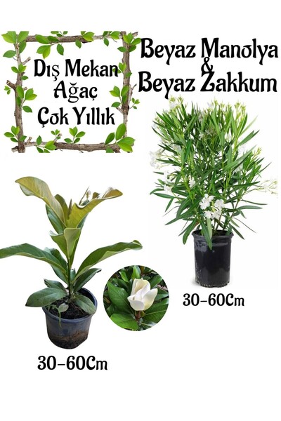 Nura Botanik Manolya Ağacı 1 ADET Saksılı+Beyaz Zakkum1 ADET Saksılı Bahçe Se...