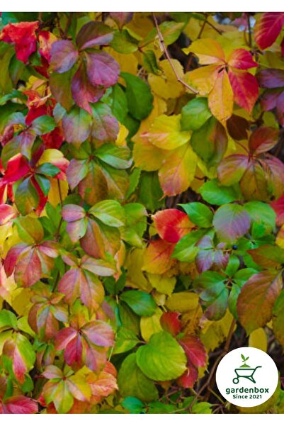 Nura Botanik Muhteşem Görünümlü Amerikan Sarmaşığı 40-60cm Saksılı/Tüplü Peyz...