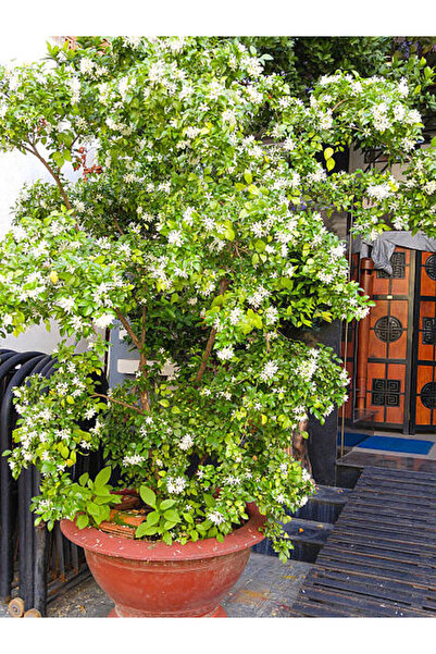 Gardenbox Arap Yasemin Çiçeği 1 ADET Saksılı/Tüplü 30-60Cm