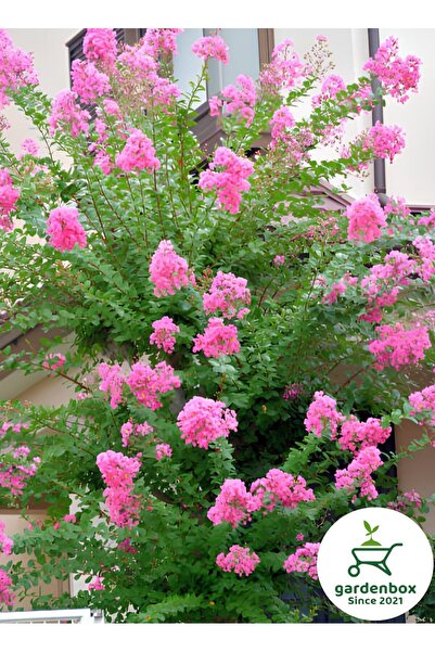 Gardenbox Pembe Oya Ağacı Saksılı 1 ADET 30-60Cm Bahçe Peyzaj Bitkisi