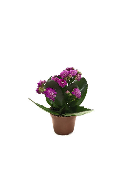 Betonish Kalanchoe Calandiva 'Purple' (Kalanşo Çiçeği)