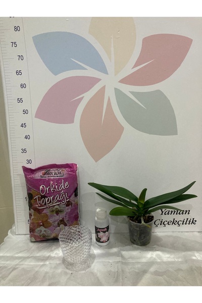 YAMAN Orkide Fidesi Ve Seti