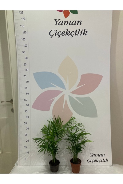 YAMAN Chamedorea(DAĞ PALMİYESİ) 1 Adet