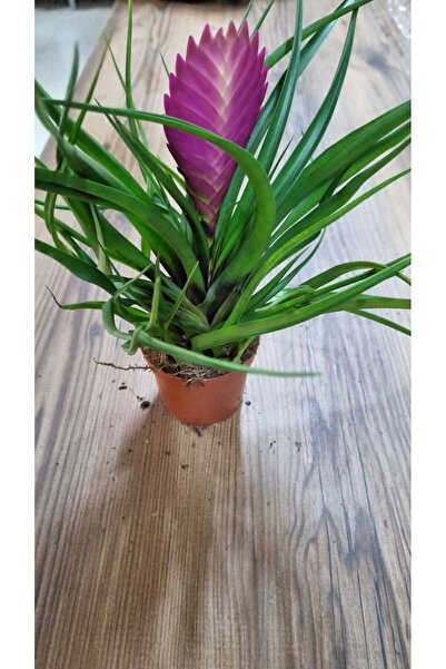 Asi tıllandsia(hava çiçegi)