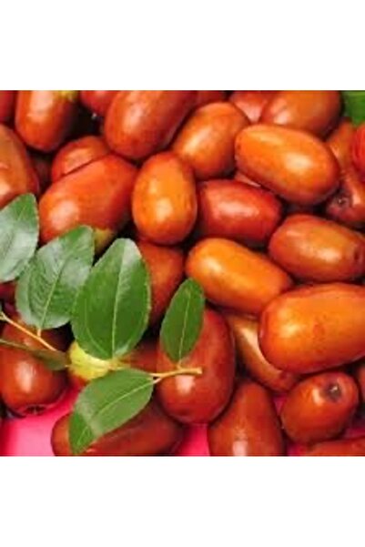 Bahçem Fidancılık Küçük meyveli hünnap fidanı