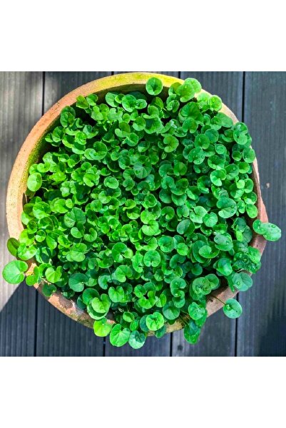 AGRODAL TARIM Dichondra Fare Kulağı Çiçeği Tohumu 100 Adet Tohum