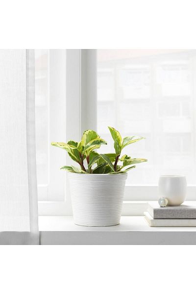 IKEA Πλαστική γλάστρα πεκάν, Rattan, 12 cm