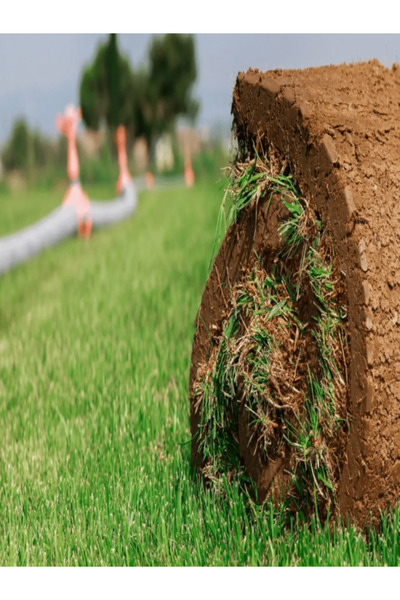 Dört Mevsim 4M Green Gold Çim Tohumu (Sod Mix - Sıcak Bölge) 1 KG