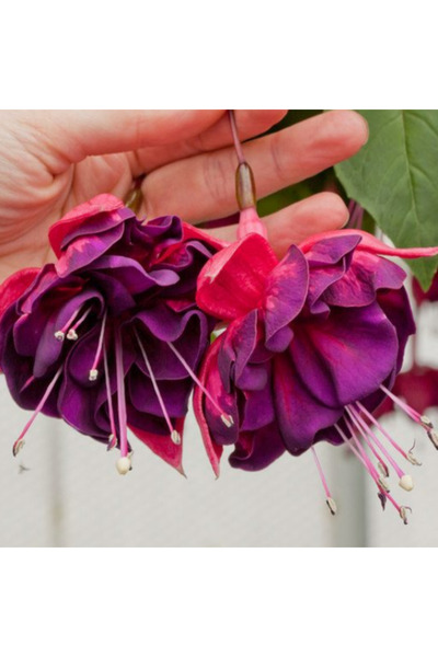 E-fidancim Nadir XXL Çiçekli Marbeller Magenta Purple Rain Küpe Çiçeği Fidesi...