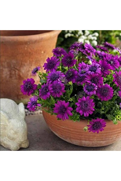 E-fidancim Katmerli Erato Double Purple Bodrum Papatyası Çiçeği Fidesi (1 adet)