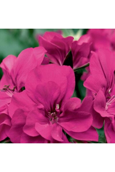 E-fidancim Sarkan Grandeur İvy Magenta Sakız Sardunya Fidesi (1 adet)