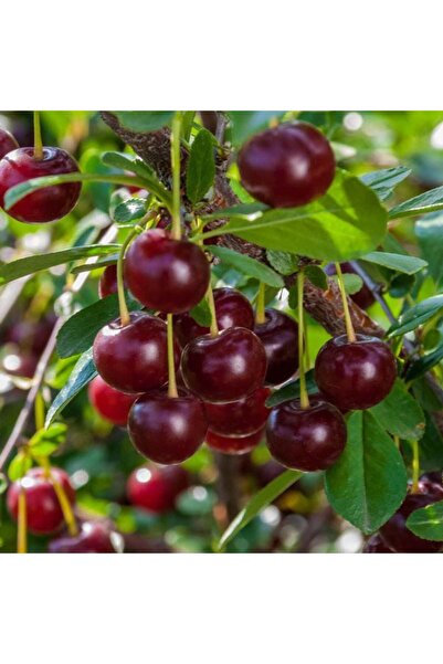 E-fidancim Hızlı Verime Yatan Toplaması Kolay Tüplü Saksılık Tam Bodur Carmine Jewel Vişne Fidanı