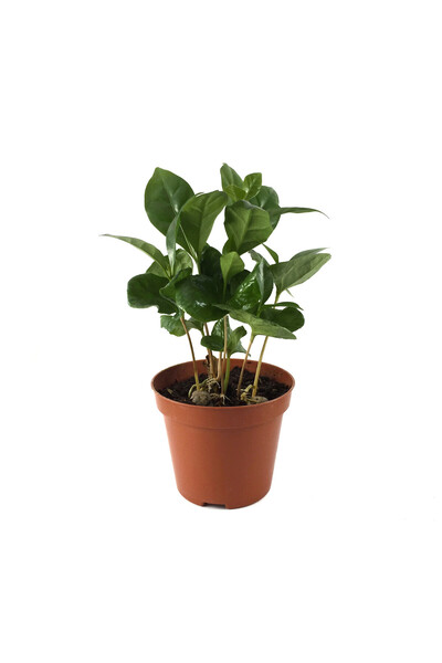 Betonish Coffea Arabiaca (Kahve Bitkisi)