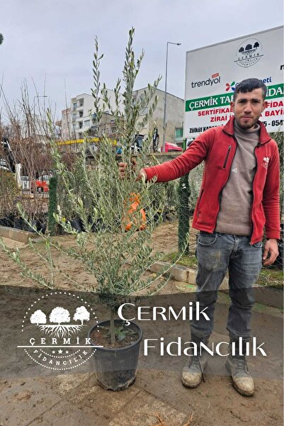 ÇERMİK FİDANCILIK 6 Yaş Bursa Gemlik Trilye Zeytin Fidanı Saksılı Büyük Boy