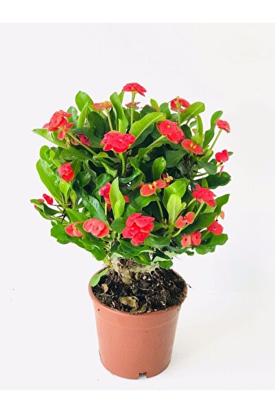 serada decor & plant Dayanıklı Kırmızı Milli Dikenler Tacı Dolgun Gösterişli ...