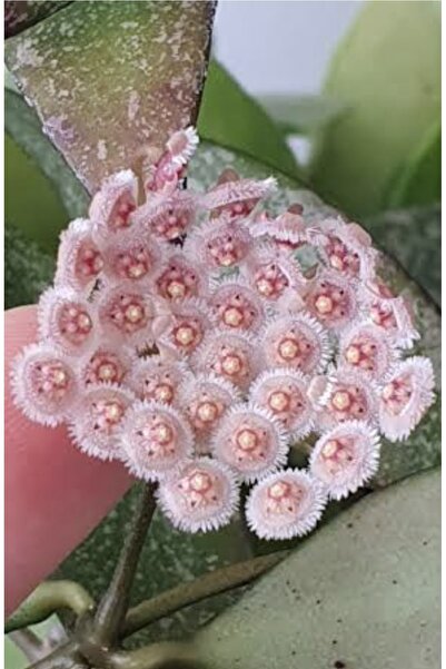PLANT Hoya Parviflora Splash Mum Çiçeği