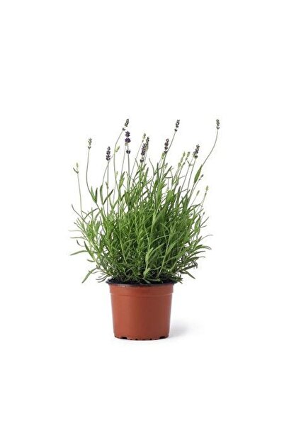 Genel Markalar DarkViolet Moru Lavanta Fidanı 3 Adet 30-40 cm (Lavandula Inte...