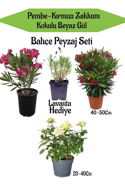 Nura Botanik Bahçe Seti 1 Adet Pembe 1 Adet Kırmızı Zakkum+1 Adet Beyaz Gül F...