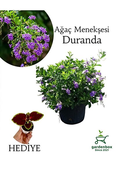 Nura Botanik Duranda Mor Ağaç Menekşesi Çiçeği 1 Adet 30-60 cm Saksılı +Yaprak Güzeli