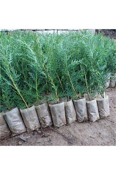 Gardenbox Videolu Mis Kokulu 35 Adet Leylandi Çamı Fidesi 15-35cm Saksılı\tüplü (LEYLAND CYPRESS SAPLİNG)