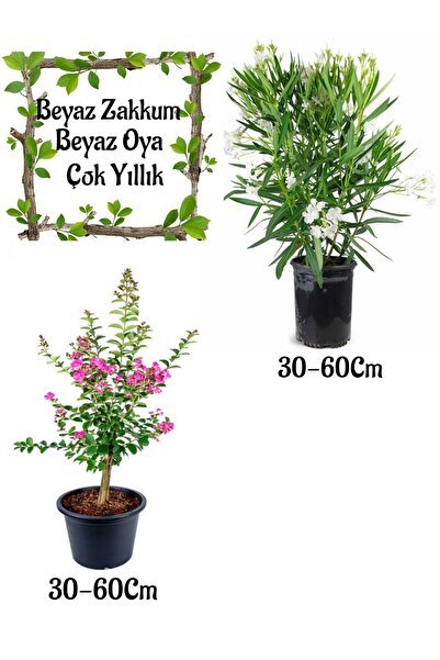 Nura Botanik Beyaz Zakkum Çiçeği 1 ADET+ Pembe Oya Ağacı 1 ADET Saksılı Bahçe...