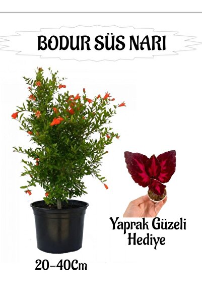 Gardenbox Bodur Süs Narı Fidanı 1 ADET Saksılı/Tüplü+ Yaprak Güzeli Hediyeli ...