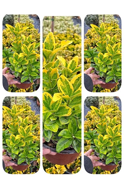 Gardenbox Videolu Altuni Taflan 5 Adet Saksılı/ Tüplü 30-50cm Dış Mekan Bitki...