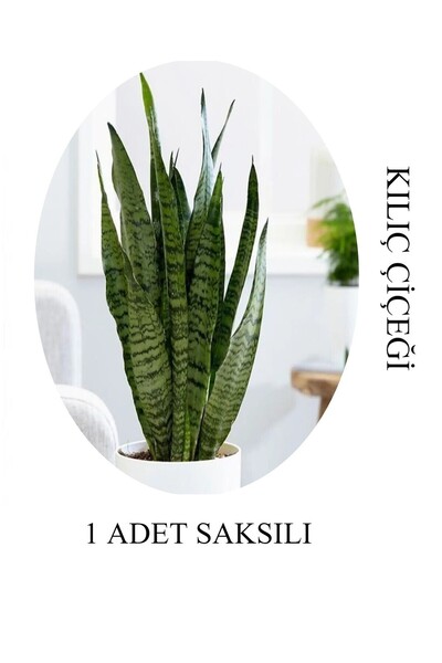 serada decor & plant Harika Görünümlü Yeşil Kılıç Çiçeği Salon Bitkisi 1 ADET...
