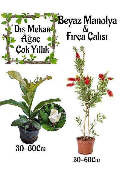 Nura Botanik Kokulu Manolya Ağacı 1 Adet Saksılı Fırça Çalısı Çiçeği 1 Adet S...