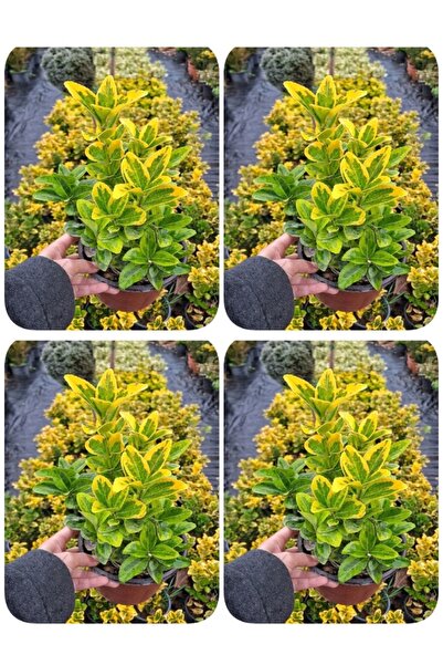 Gardenbox Videolu Altuni Sarı Taflan Dış Mekan Bitkisi 4 Adet Saksılı/tüplü 3...